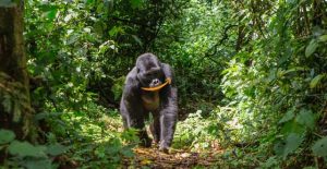 gorilla with amazon logo smile