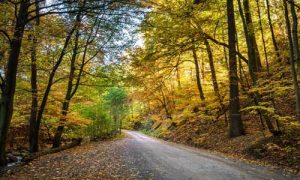 road in yellow forest