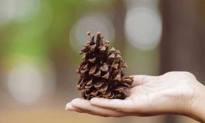 hand holding pinecone