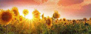 sunlight shining through sunflowers