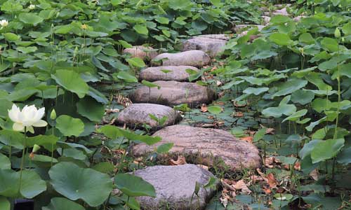 stone path on lily pads